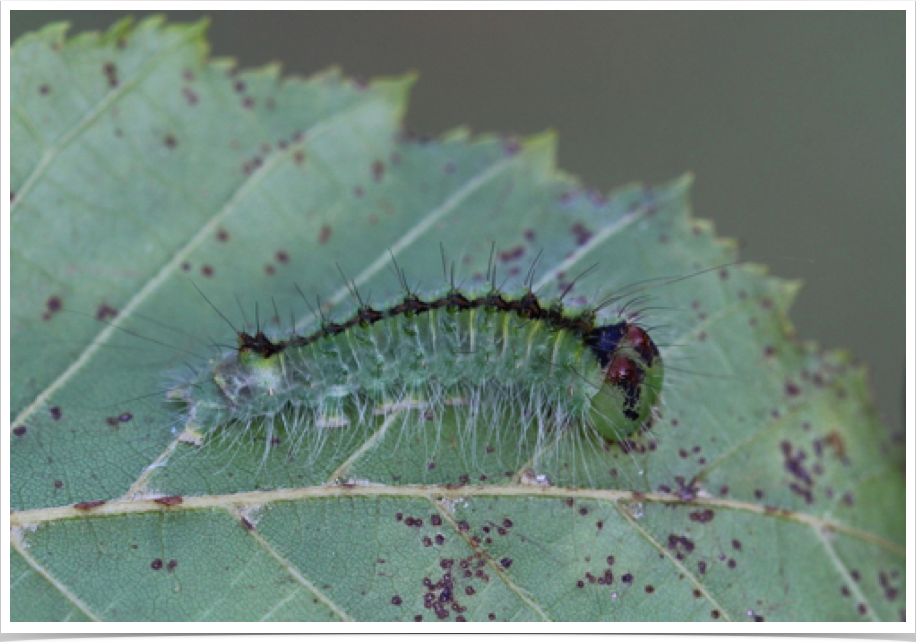 Acronicta laetifica
Pleasant Dagger (early instar)
Greene County, Alabama